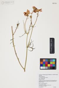 Senecio flaccidus image