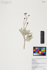 Encelia farinosa image