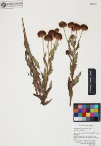 Helianthus laciniatus image