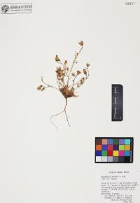 Malacothrix fendleri image