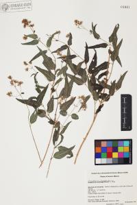 Koanophyllon solidaginifolium image