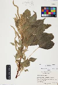 Amaranthus palmeri image