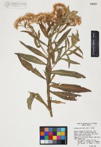 Pluchea salicifolia image