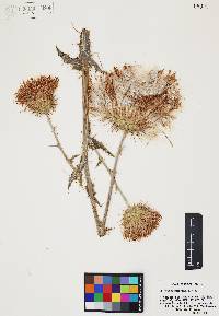 Cirsium neomexicanum image