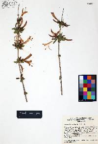 Anisacanthus thurberi image