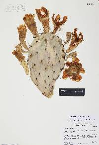 Opuntia wilcoxii image