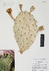 Opuntia wilcoxii image