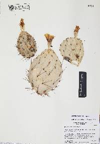 Opuntia phaeacantha image