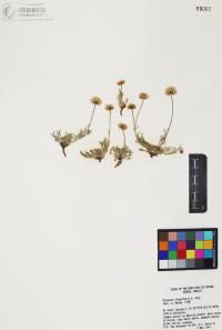 Erigeron flagellaris image