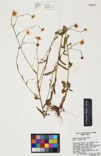 Erigeron strigulosus image