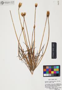 Uropappus lindleyi image