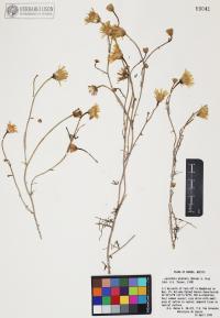 Malacothrix glabrata image