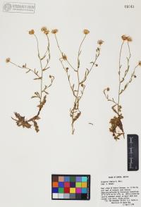 Erigeron lobatus image