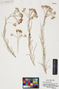 Senecio flaccidus image