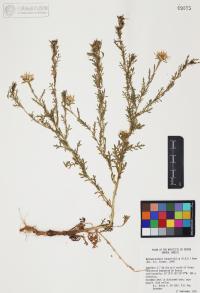 Machaeranthera tanacetifolia image
