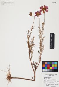 Cosmos bipinnatus image