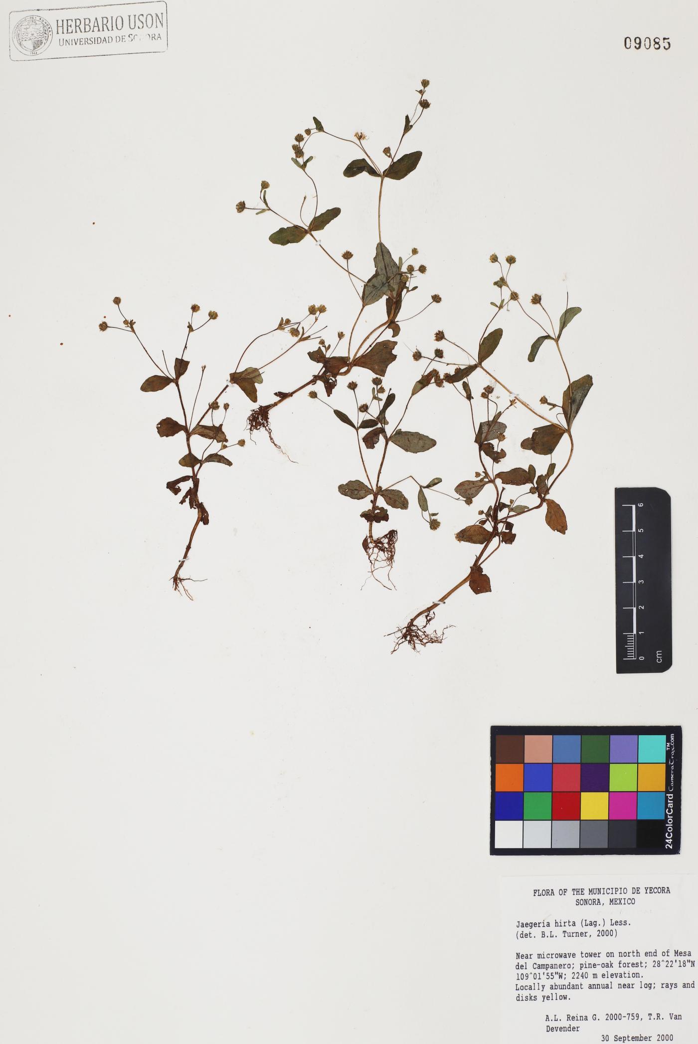 Jaegeria hirta image