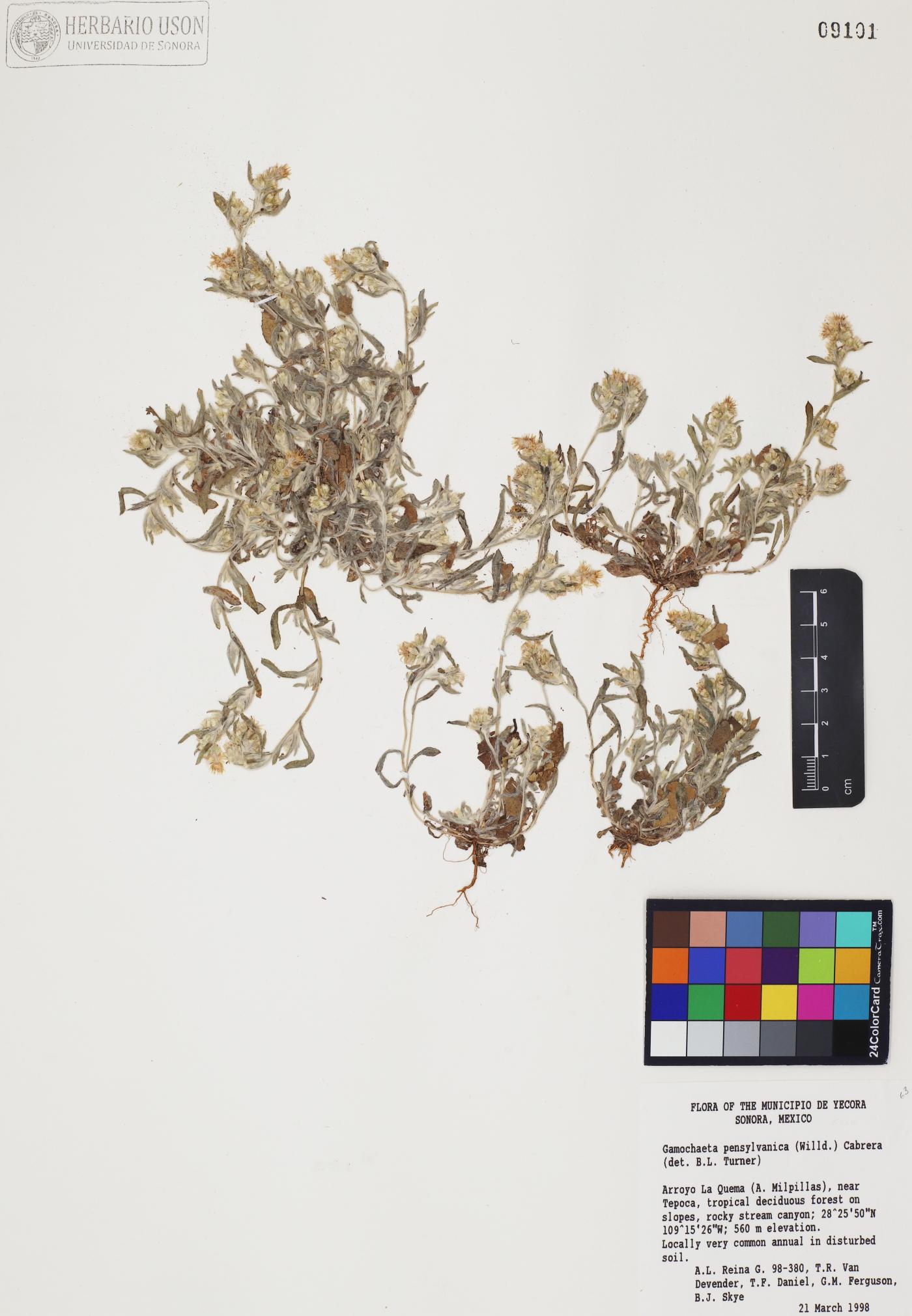 Gamochaeta pensylvanica image