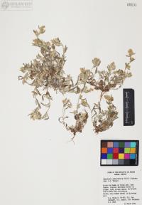 Gamochaeta pensylvanica image