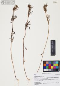 Heterosperma pinnatum image