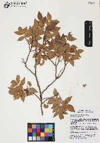 Rhus virens image