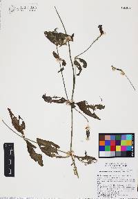 Alternanthera stellata image