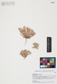 Diaperia verna image