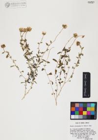 Encelia frutescens image