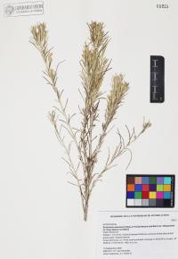 Ericameria nauseosa image