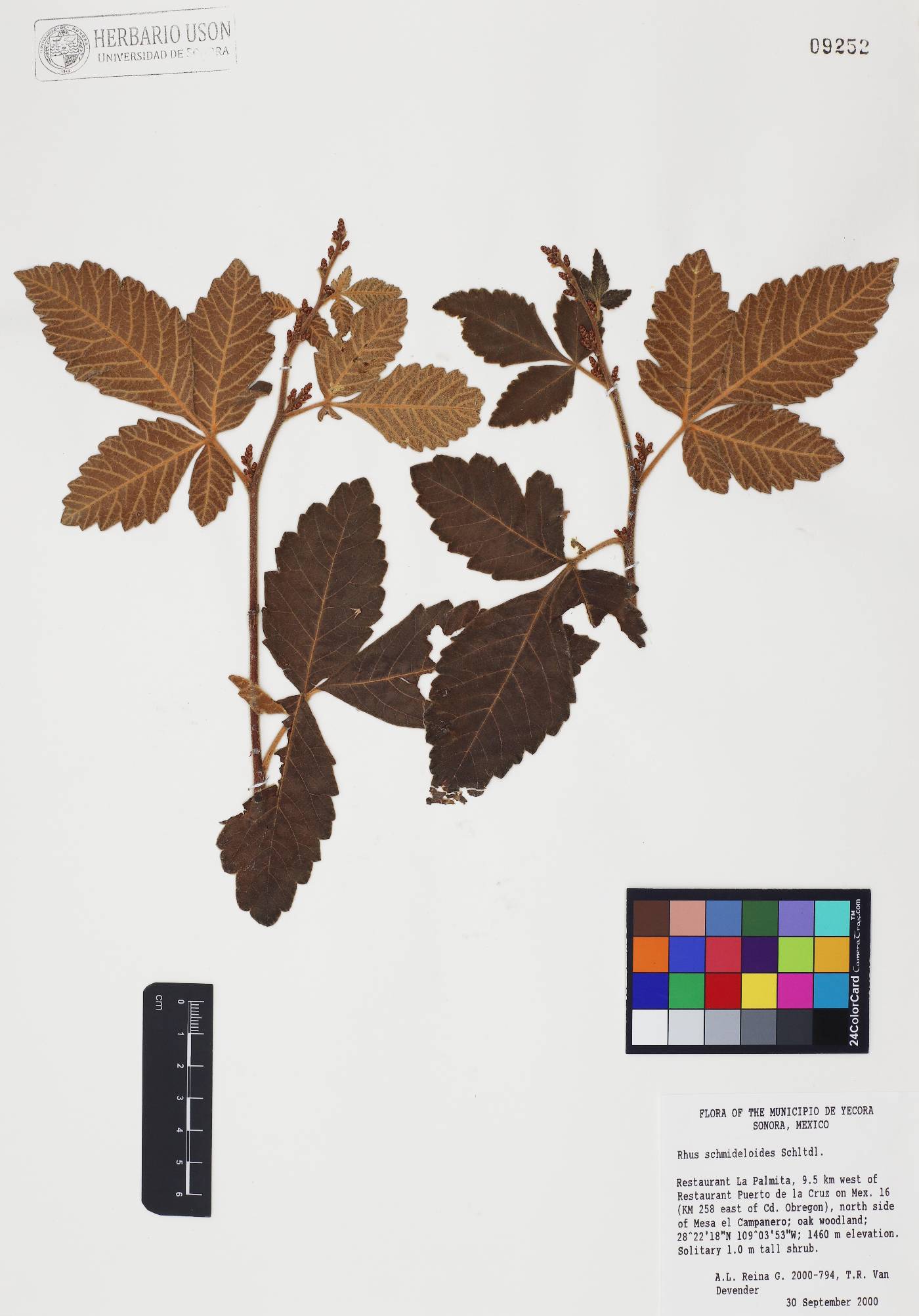 Rhus schmideloides image