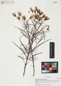 Palafoxia arida image
