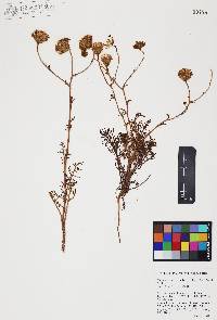 Chaenactis artemisiifolia image