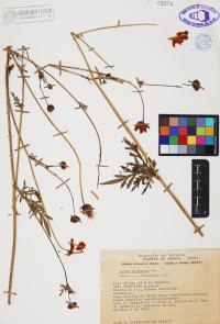 Cosmos sulphureus image