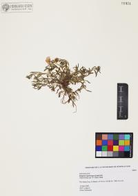 Erigeron speciosus image