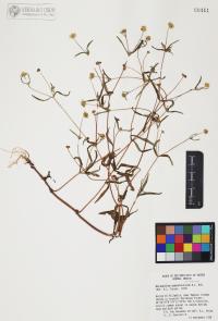 Melampodium appendiculatum image