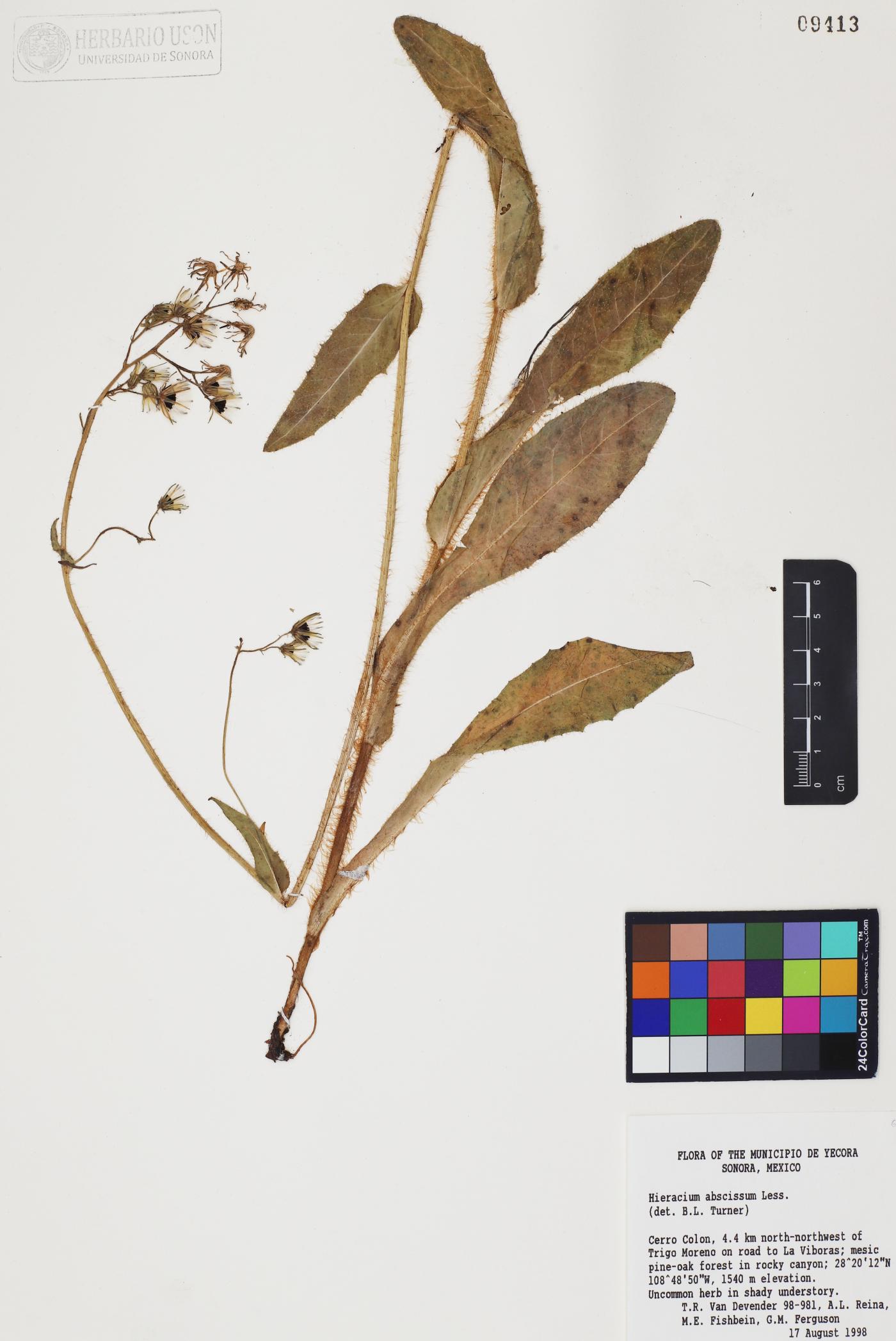 Hieracium abscissum image