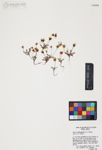 Pectis vandevenderi image