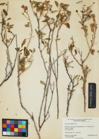Encelia halimifolia image