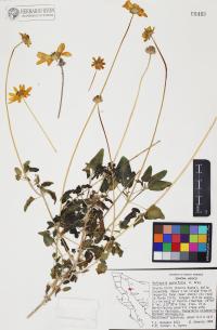 Heliopsis parvifolia image