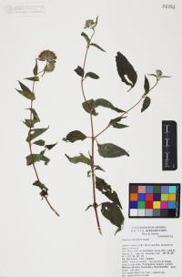 Lagascea decipiens image