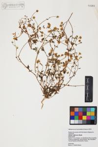 Perityle californica image