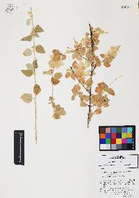 Iresine alternifolia image