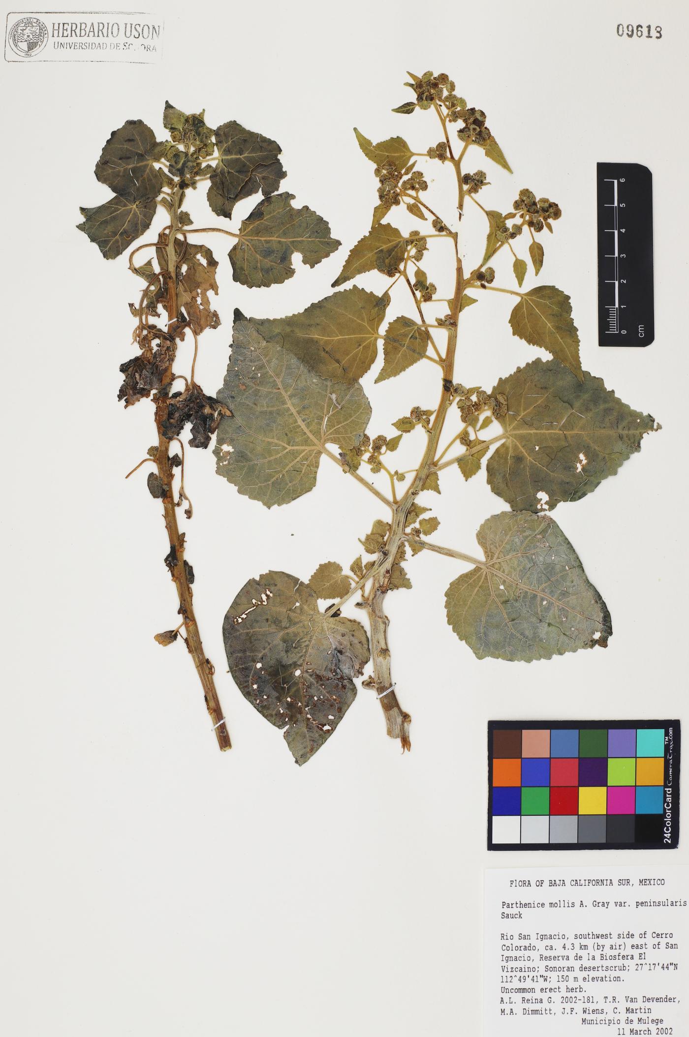 Camissonia cardiophylla subsp. cardiophylla image