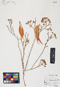 Asclepias albicans image