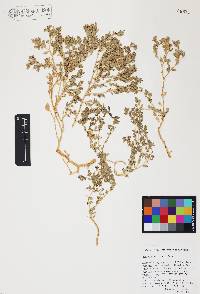 Atriplex pacifica image