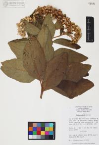Pluchea odorata image