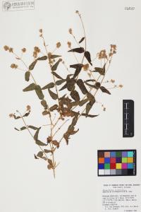 Koanophyllon solidaginifolium image