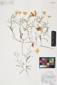 Psilostrophe cooperi image