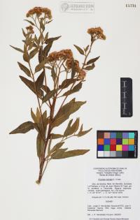 Pluchea odorata image