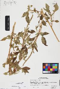 Amaranthus palmeri image